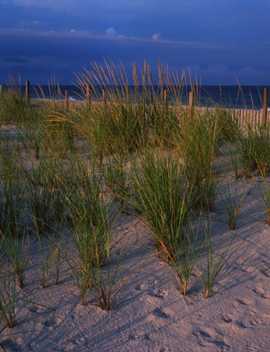 Summer Dunes, Island Beach State Park, Ocean County, NJ (MF).jpg Summer Dunes, Island Beach State Park, Ocean County, NJ (MF).jpg